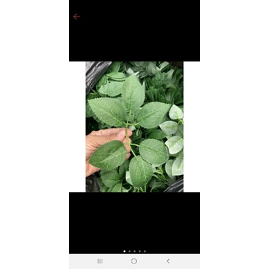 100g lá hồng in hàng đẹp