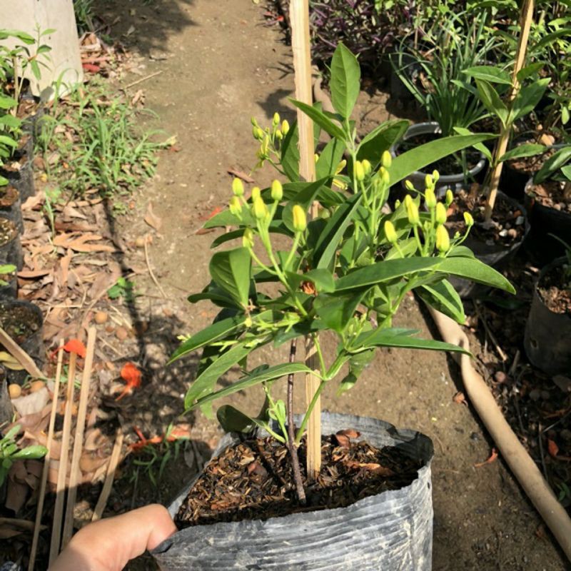 Cây mai hoàng yến