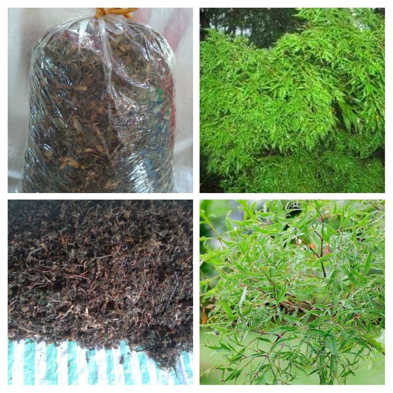 Lá đinh lăng phơi nắng khô 500g 35k l miền tây shop