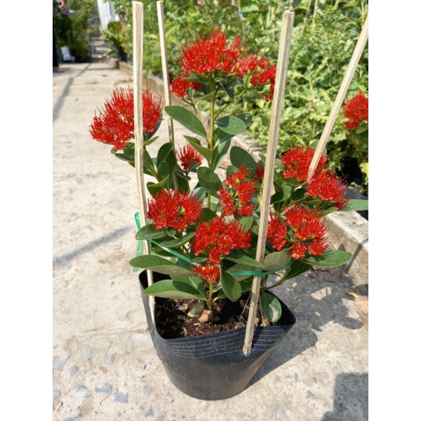 Mai Thái đỏ huyết