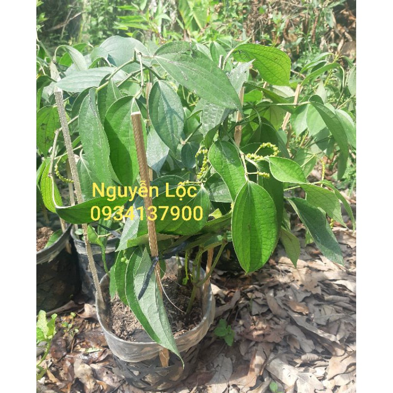 Cây hồ tiêu đang trái- Hoa kiểng Nguyễn Lộc- Cây giống chất lượng cao