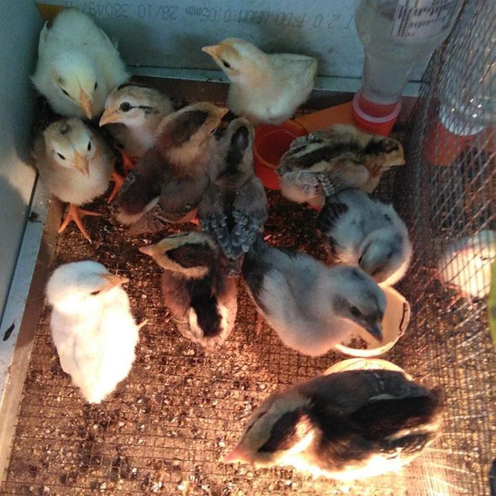 Máng uống tự động cho chim