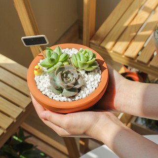 Chậu trồng cây đất nung gờ trẹt