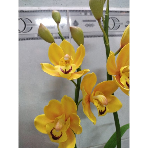 Hoa địa lan đất sét