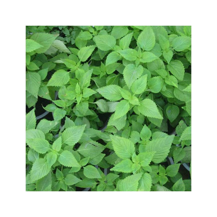 HẠT GIỐNG RAU KINH GIỚI