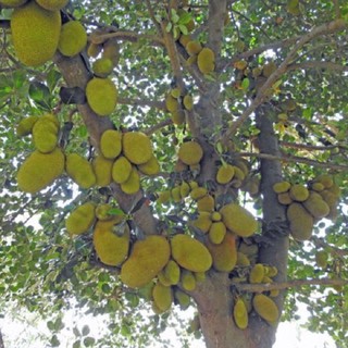 Cây giống mít ruột đỏ