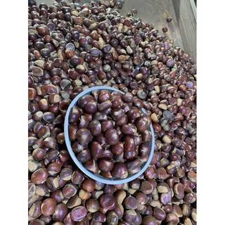1KG HẠT DẺ TƯƠI TRÙNG KHÁNH.