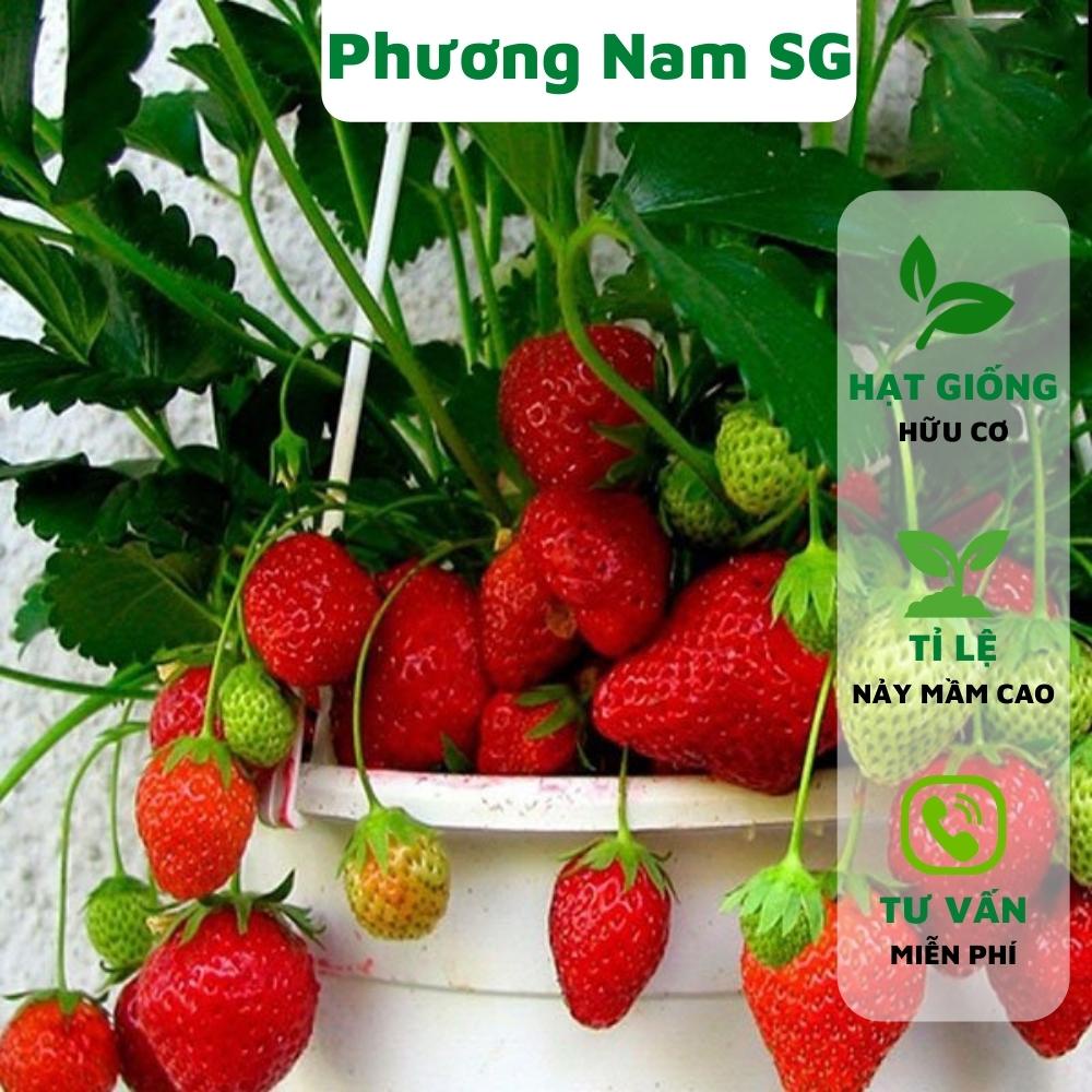 Hạt giống dâu tây đỏ Phương Nam 100H, hạt giống hữu cơ, tỉ lệ nảy mầm cao