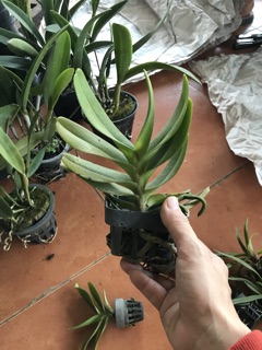 Combo 2cây hoàng nhạn như hình