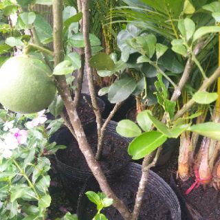 Cây bưởi da xanh trồng chậu
