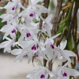 Trầm vàng.ý ngọc. Kim điệp