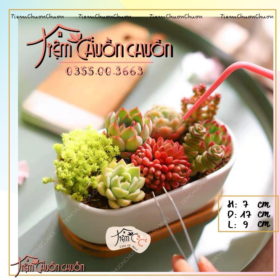 Chậu Cây Sứ Dáng THUYỀN Nhiều Màu - Trồng Cây Bonsai, sen đá, xương rông - Decor Bàn Làm Việc - tiemchuonchuon