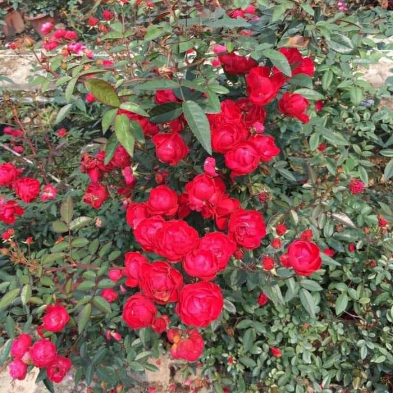 Hoa hồng trứng đỏ SIÊU HOA  - dễ chăm sóc, hoa quanh năm-house and garden