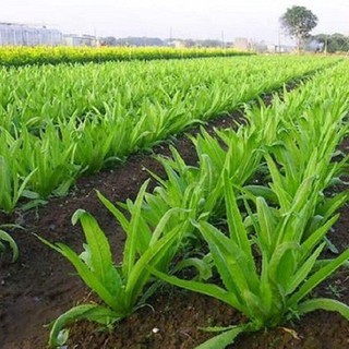 Gói 5GR hạt giống Rau Diếp Thơm (Cải Nhíp)