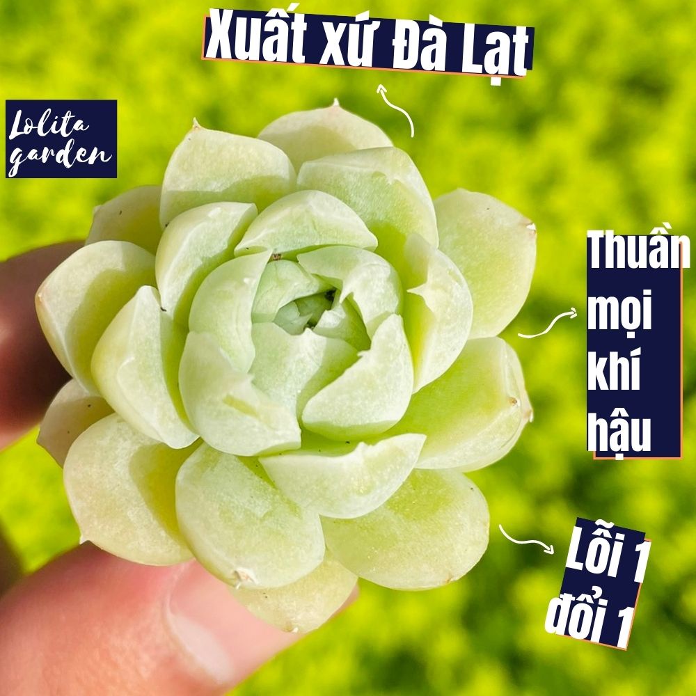 Sen đá tuyết trắng Đà Lạt size mini cây cảnh trang trí nhà cửa Lolita garden