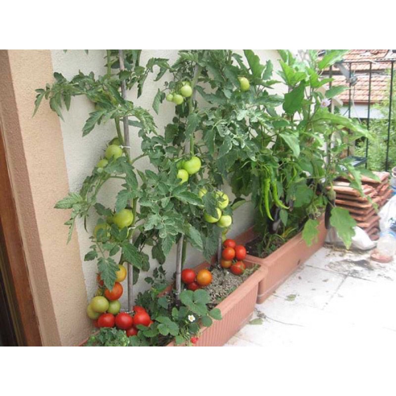 Hạt giống cà chua quả to HN 20 hạt