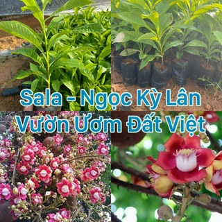 Cây giống SALA - Ngọc kỳ lân cây cao 40 cm #cây_giống #cây_sala