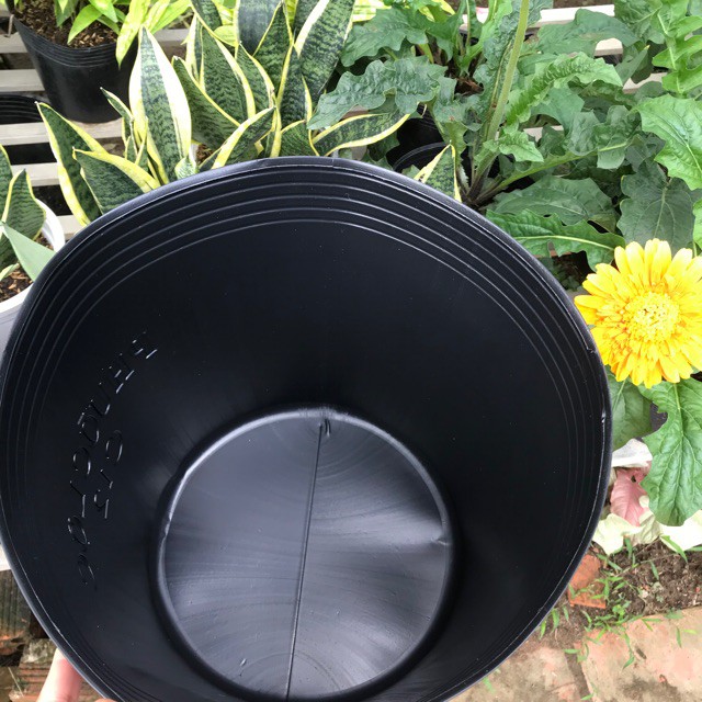 Bộ 10 Chậu trồng C12 bít lỗ trồng hoa Sen, Súng, cây Thủy sinh, Cá cảnh (Đường kính miệng 33cm, cao 