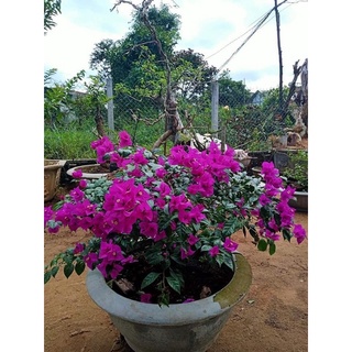 hoa giấy tím pháp ( hoa đậm , sai hoa, hoa quanh năm)