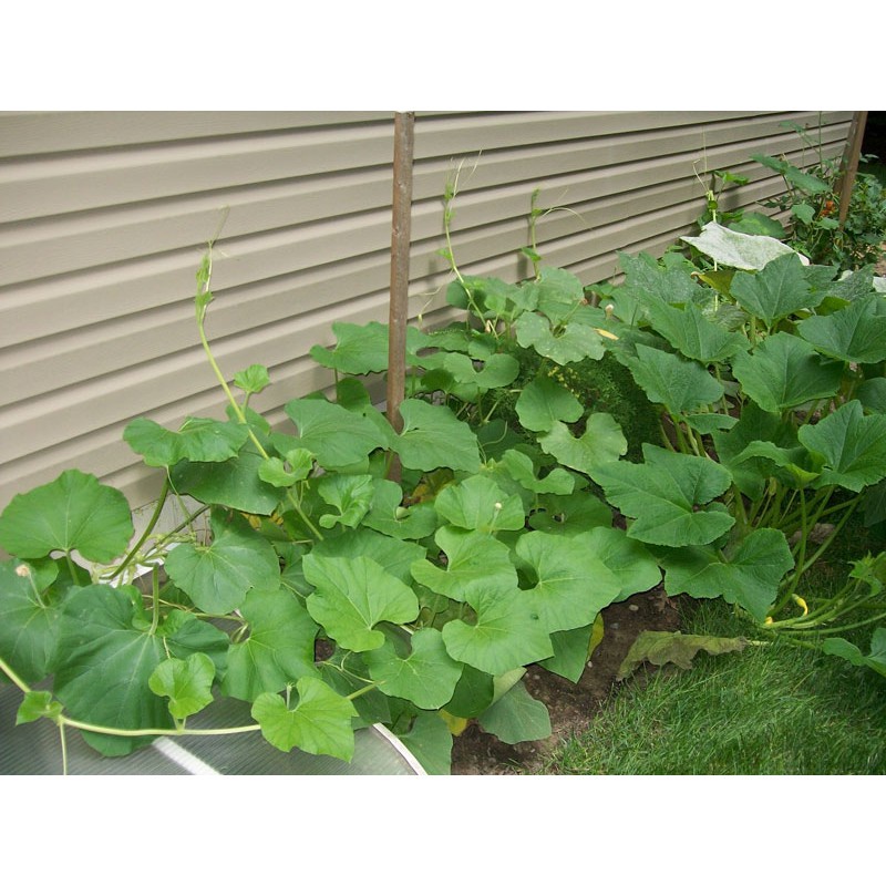 ( SIÊU HOT ) Hạt giống mướp rắn siêu trái F1