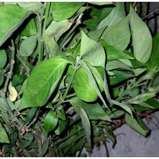 Cây lá cẩm tím, chuẩn giống
