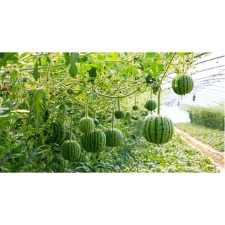 Hạt Giống Dưa Hấu Táo