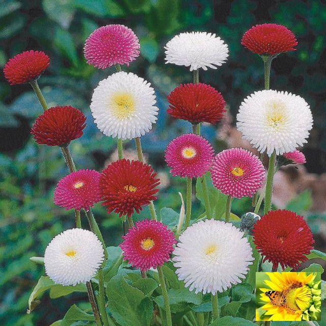 Hạt giống cúc Daisy mix hạt giống hoa cúc anh nhiều màu