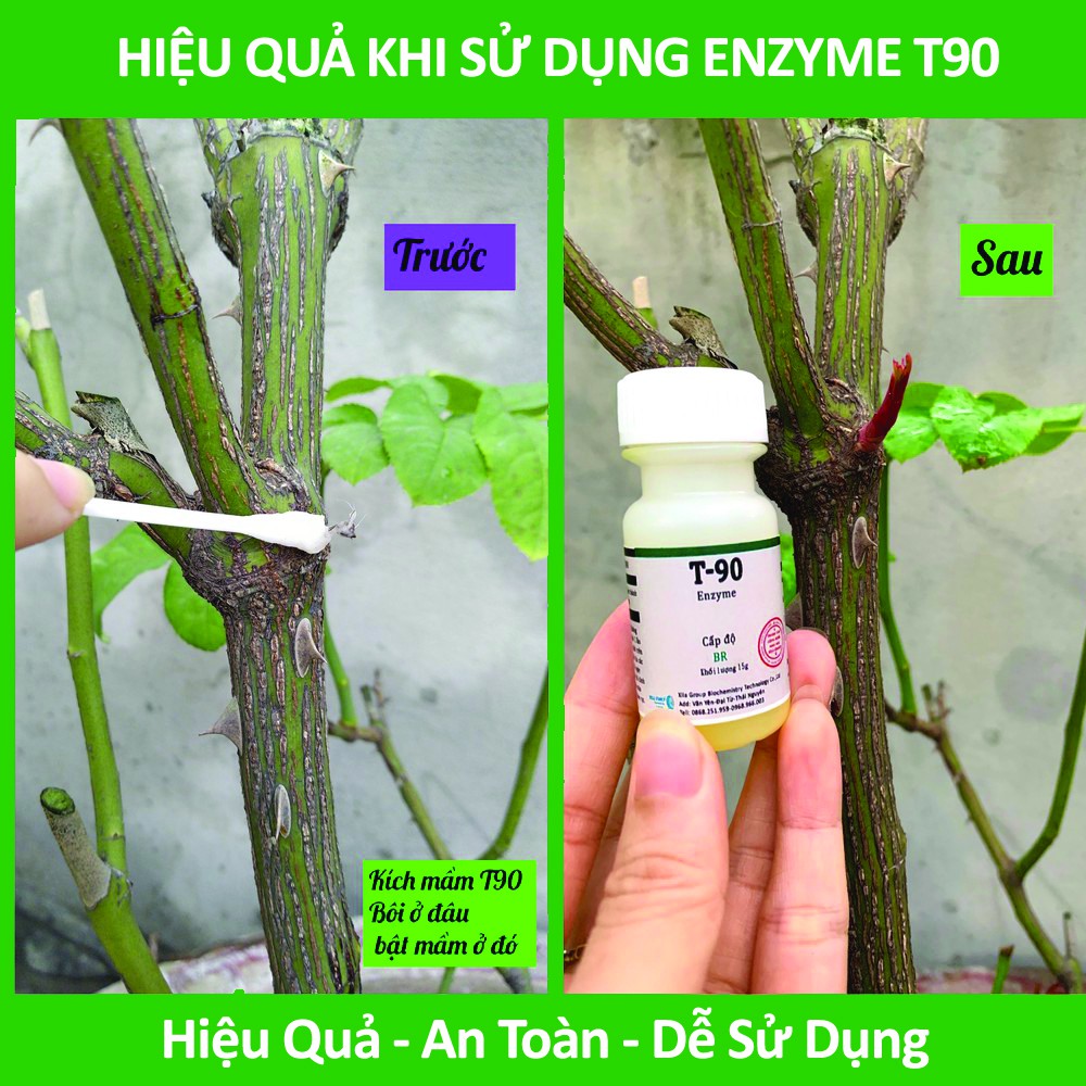 Enzyme T90 Siêu Kích Mầm - Kích Chồi Hoa Hồng, Hoa Mai, Hoa Lan Và Hoa Kiểng 15 gram