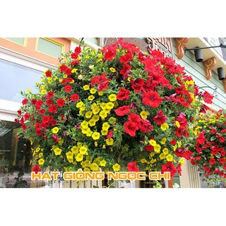 Hạt Giống Hoa Dạ Yến Thảo Mix - 100 Hạt