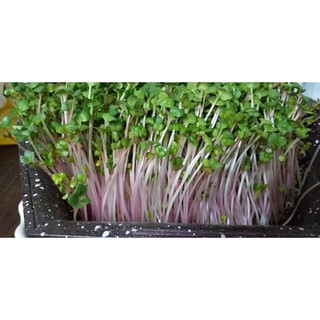 100GR - HẠT GIỐNG RAU MẦM CỦ CẢI ĐỎ