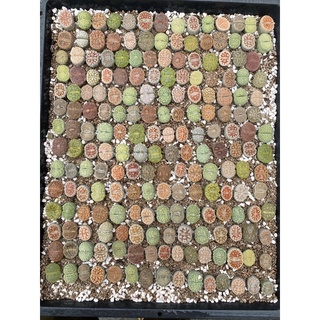 Sen mông/ lithop/ thạch lan size 1,8-2cm (Ngẫu nhiên)