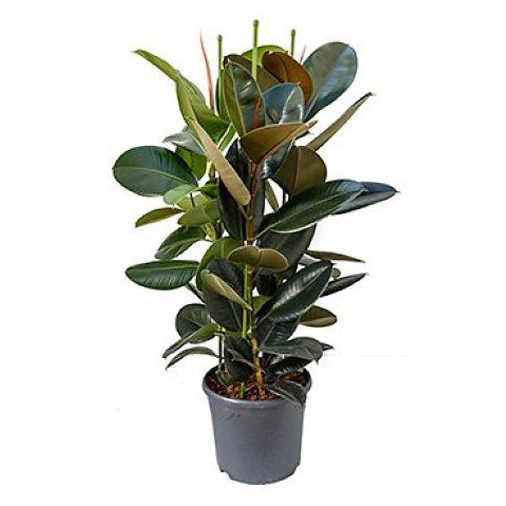 CÂY ĐA BÚP ĐỎ - CHẬU 1 CÂY - DÒNG CÂY MINI ĐỂ BÀN VƯỢNG PHONG THỦY CHO GIA CHỦ