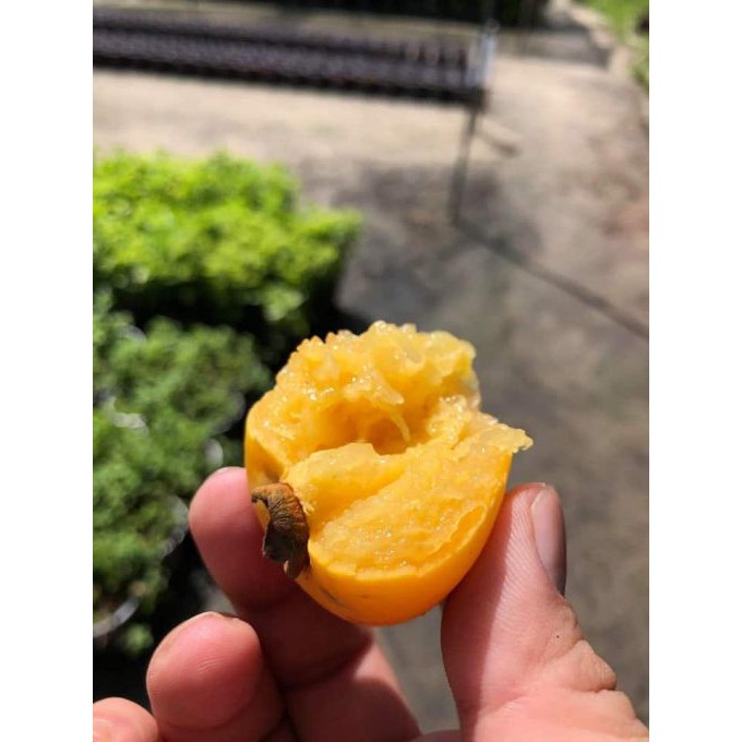 Cây Thị gieo hạt