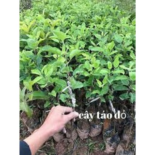 Cây táo, giống táo vỏ giòn, Cây Táo Queen, giống táo nữ hoàng, ngọt chất