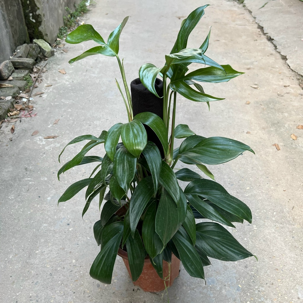 Cây trầu bà cánh én leo cột cao 45-50cm, cây cảnh phong thủy trồng nội thất, trang trí sân vườn, ban công