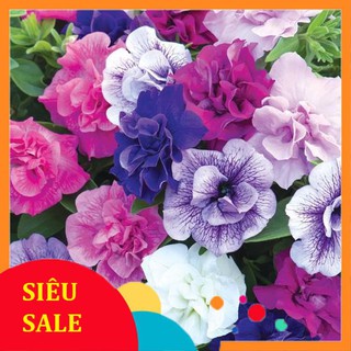 50 Hạt giống hoa Dạ yến thảo kép mix (tặng gói kích nẩy mầm và hướng dẫn) VIETPHAT