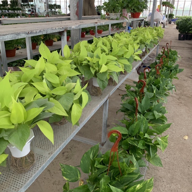 Cây vạn niên thanh thuỷ sinh lá sáng bán kính 25-30cm, cây phong thuỷ xanh tươi quanh năm, trồng nội thất và để bàn