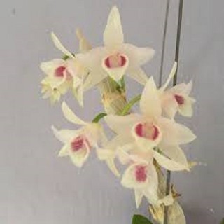 Hoa phong lan_ trầm trắng mắt đỏ(cây cao 20cm, to mập)+ 700g phân thỏ hữu cơ