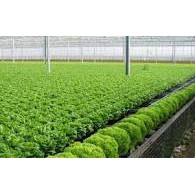 Phân bón lá 33-11-11 Phóng đọt nhanh Đâm chồi mạnh Phục hồi cây