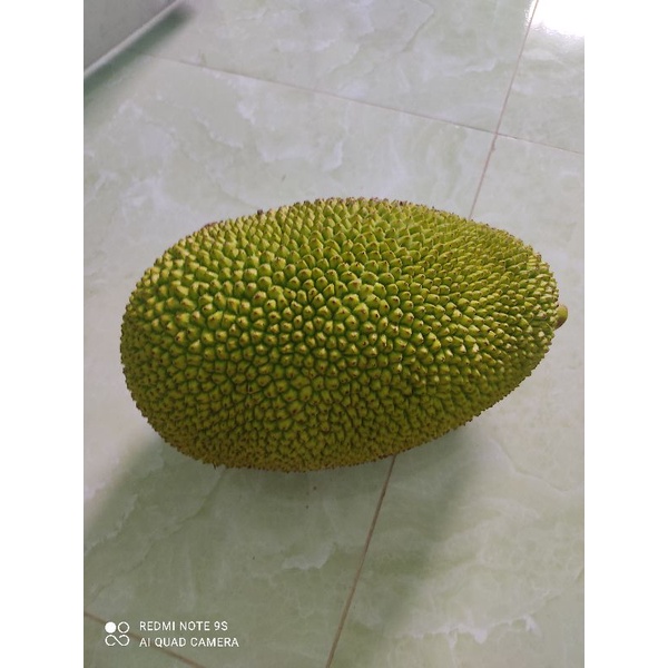 TRÁI MÍT NON.(khách sỉ inbox) nếu khách đặc không đc cứ inbox cho shop nhé