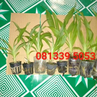 Thiên nga chọn màu cây giống