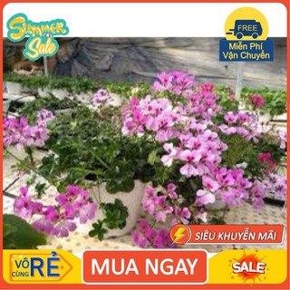[Cây giống cấy mô] Combo 10 cây giống Hoa Phong Lữ Thảo Rũ màu hồng - hoa thơm quyến rũ và bền hoa tới 2 tuần