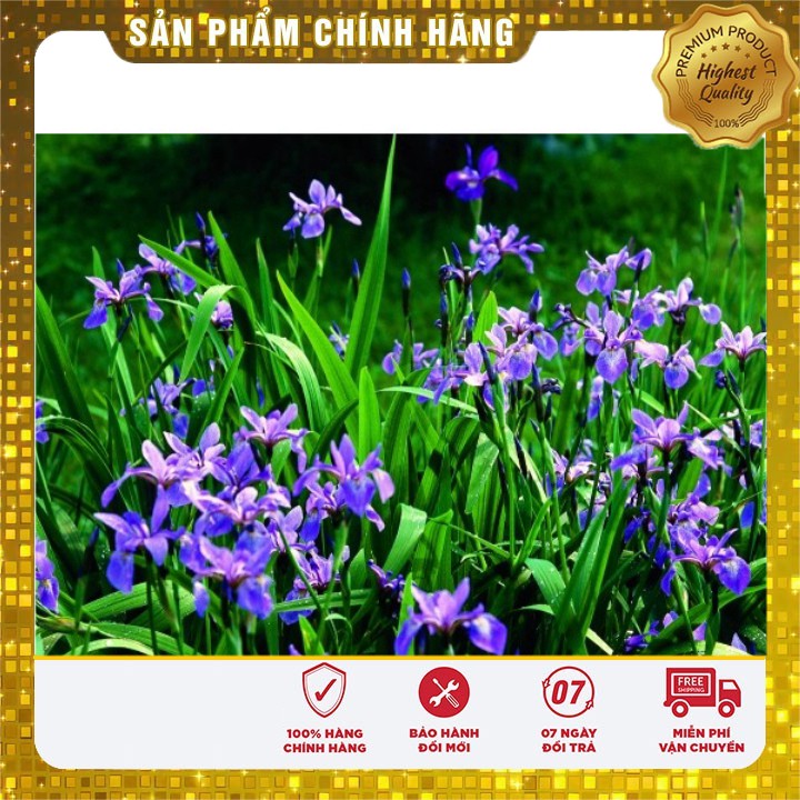 Hạt giống hoa Diên vĩ xanh (Iris xanh)