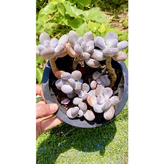 sen đá sỏi Hồng sz 15 cm