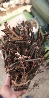 Hoa đỗ quyên ngủ đông (sỉ lẻ)