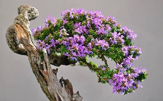 Cây linh sam tím bonsai cây gửi đi hình 5