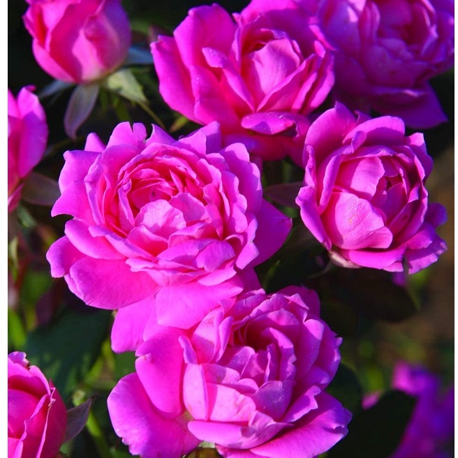 HẠT GIỐNG HOA HỒNG QUẾ Star Roses Knockout Series 18977 Double Pink Knockout Rose, 3 Gallon