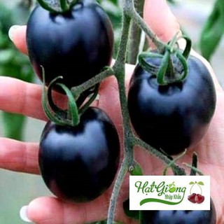 20 Hạt giống cà chua đen LINH NGOC