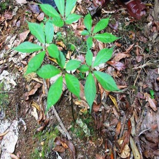 CÂY GIỐNG SÂM NGỌC LINH