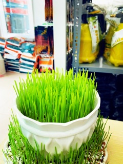 Hạt giống mầm lúa mạch, cỏ mèo gói 100gr